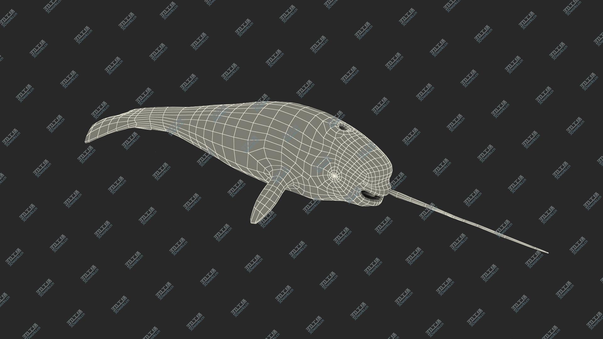 images/goods_img/202104093/3D Narwhal Toothed Whale model/4.jpg